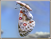 Apollon
